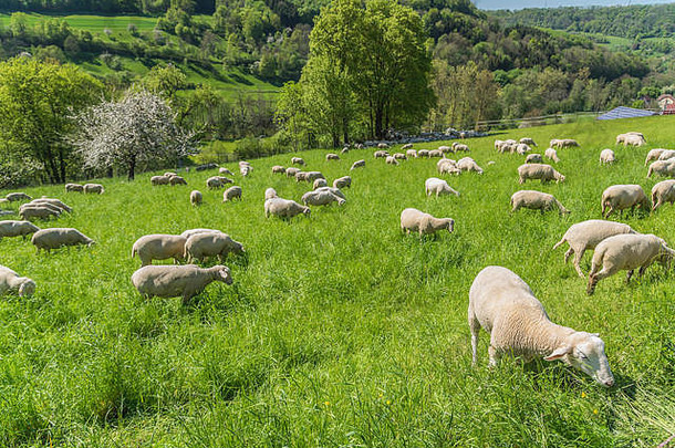 阳光明媚的田园春天时间风景包括群羊草地南部德国