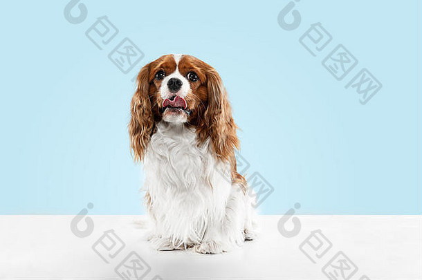 猎犬小狗玩工作室可爱的狗宠物坐着孤立的蓝色的背景骑士王查尔斯负空间插入文本图像概念运动动物权利
