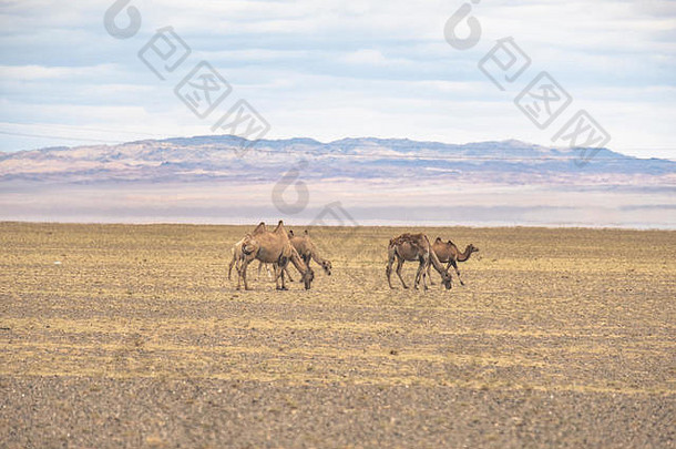 群大夏的骆驼移动巨大的<strong>戈壁沙漠</strong>景观