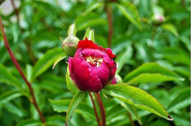 关闭味蕾花红色<strong>的牡丹</strong>布什花园芍药属花卉。