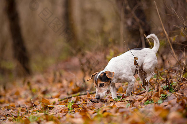 纯种三原色杰克罗素梗可爱的狗小道路径树草石头