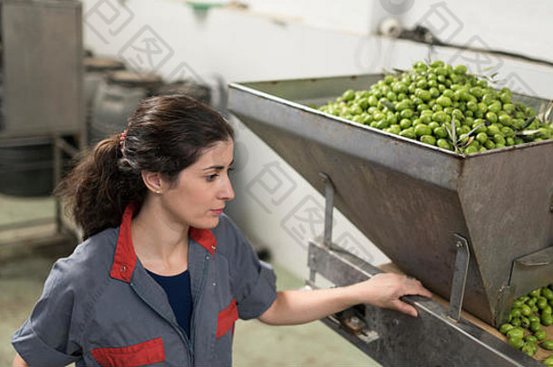 女人工作工厂绿色橄榄收获