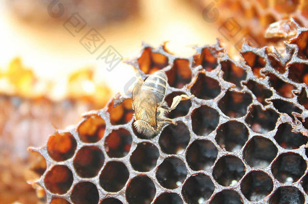 蜜蜂内部蜂巢