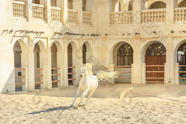纯种白色阿拉伯马运行围场多哈回合谈判城市中心资本卡塔尔传统的马厩部分集市瓦吉夫市场