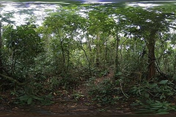 密集的绿色不可逾越的热带雨林丛林巴西照片