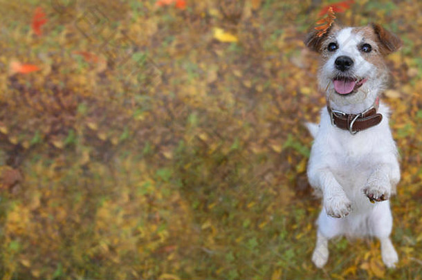 横幅肖像可爱的杰克罗素狗站腿棕色（的）黄色的秋天背景