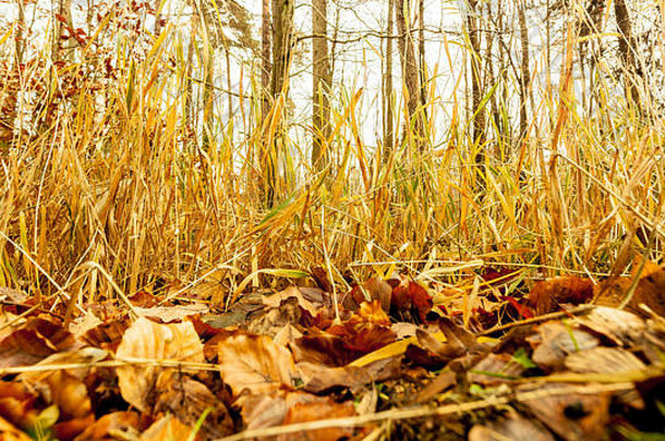 秋天的景观关闭视图地面秋天森林覆盖下降金叶子