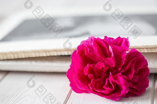 紫色的玫瑰照片婚礼专辑背景白色木用板条做的表面