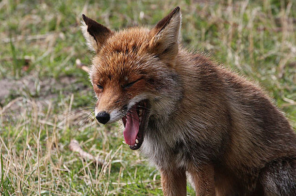 特写镜头野生欧洲红色的狐狸狐狐打呵欠