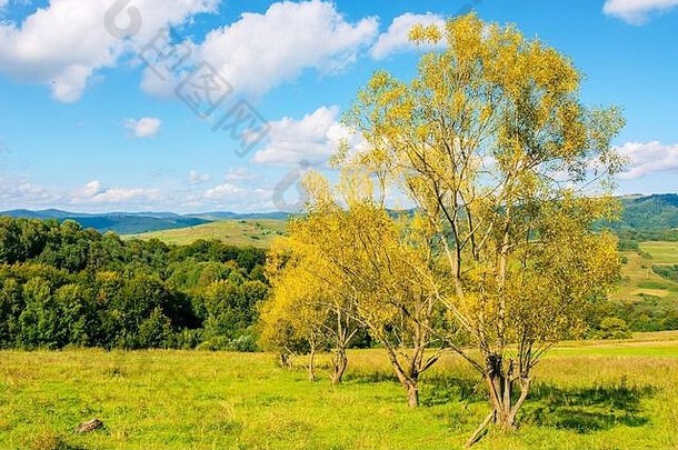 森林山坡上草地美丽的农村自然风景范围树下蓝色的天空毛茸茸的云阳光明媚的一天山