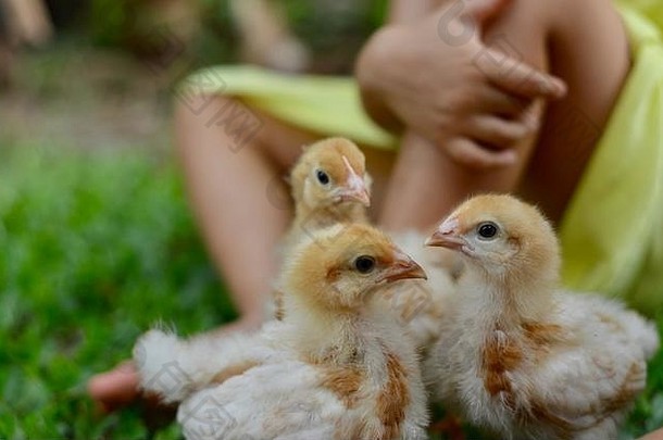 周国内免费的范围小鸡玩孩子们罗德岛红色的品种自然设置汤斯维尔昆士兰澳大利亚