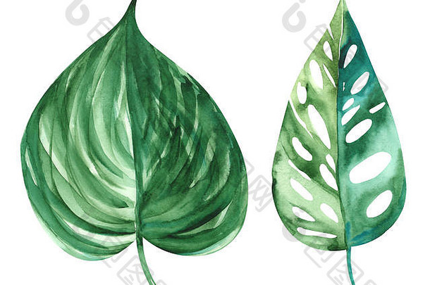 插图水彩画植物叶子异国情调的植物白色孤立的层