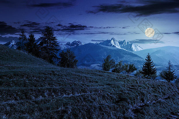 复合夏天景观云杉森林长满草的山坡上高塔特拉山山晚上完整的月亮光