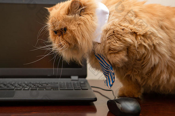 照片异国情调的猫条纹领带移动PC背景