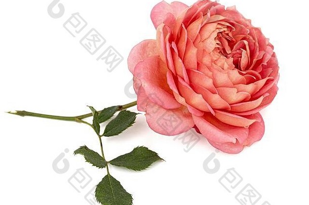 粉红色的花玫瑰孤立的白色背景