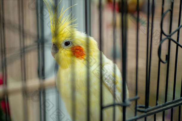 黄色的澳洲鹦鹉黑色的笼子里