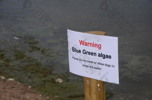 英国斯塔福德郡8月蓝色的绿色藻类打击有问题的水平chasewater国家公园警告迹象进入水信贷丹尼尔詹姆斯阿米绍除生活新闻信贷丹尼尔詹姆斯阿米绍除生活新闻