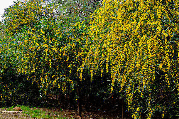 黄色的花树