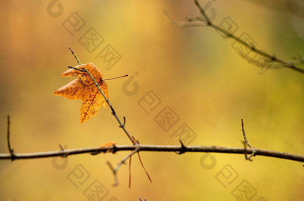 秋天的背景单秋天叶坚持薄嫩枝前面黄色的背景11月法兰克尼亚巴伐利亚细菌