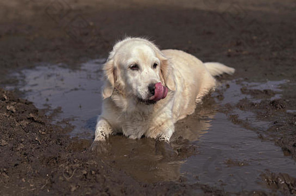 有趣的图片美丽的受过严格训练的狗快乐说谎泥泞的水坑