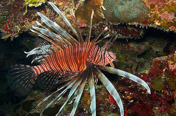 红色的狮子鱼pteroisvolitans热带珊瑚礁岛roatan洪都拉斯