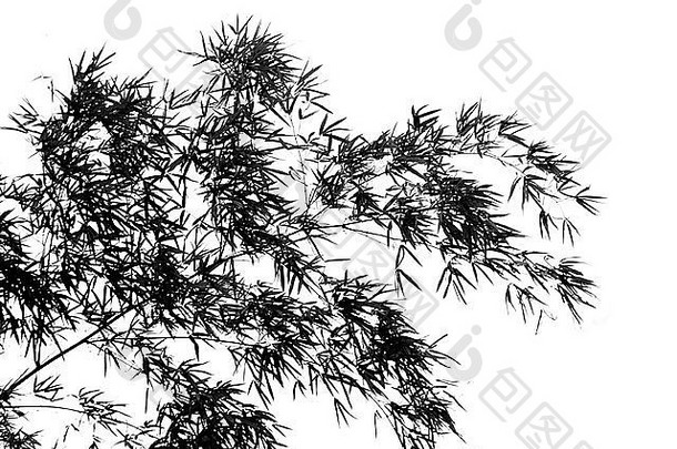大纲图像竹子树分支机构类似中国人墨水绘画