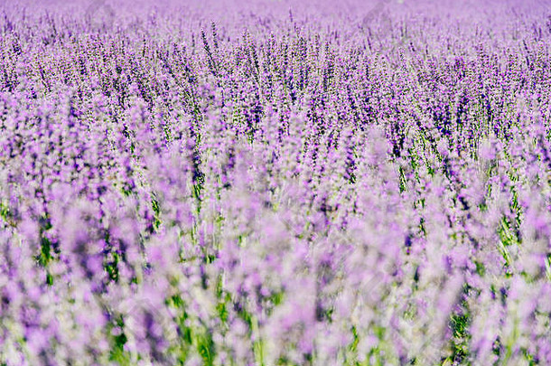 紫色的薰衣草场夏天
