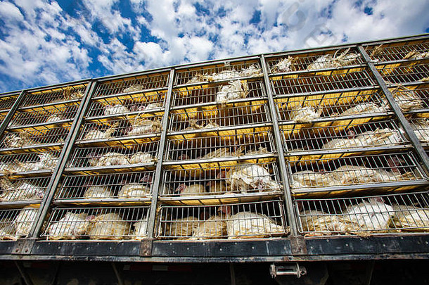 低角生活白色火鸡运输卡车笼子里过程运输家禽农场屠宰场