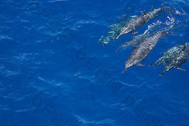 免费的野生海豚游泳清晰的蓝色的海洋水域
