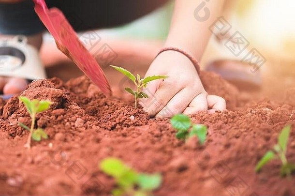 亚洲女孩种植幼苗年轻的树土壤花园手关闭