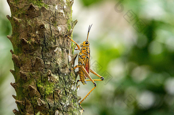 橙色黄色的红色的东部傻大个蚱蜢romaleamicroptera被称为romalea古塔塔爬叶子树那不勒斯佛罗里达