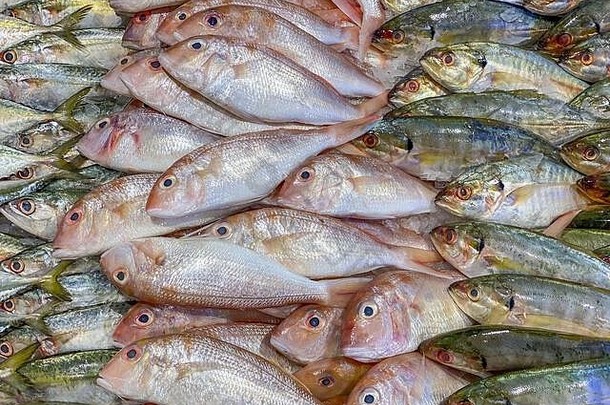各种各样的鲭鱼鱼出售海鲜计数器超市