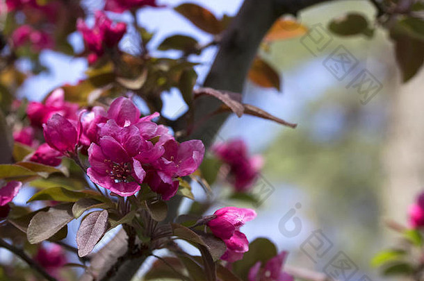 粉红色的花水果树春天开花背景