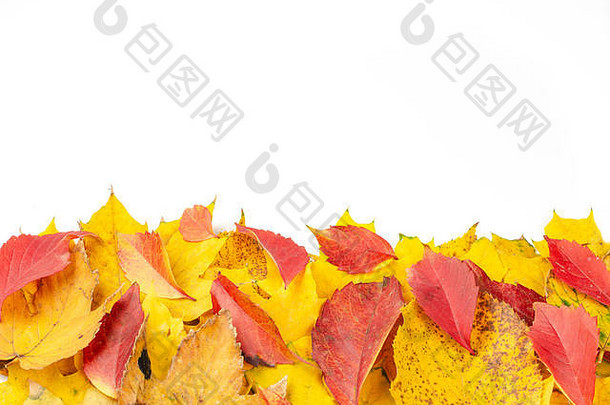 秋天作文背景行黄色的红色的叶子孤立的白色背景前视图复制空间