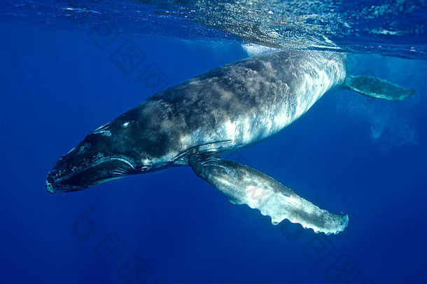 好玩的座头鲸鲸鱼小腿拍摄关闭原始的蓝色的水域太平洋海洋法国波利尼西亚