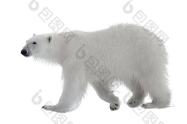 极地熊孤立的白色背景