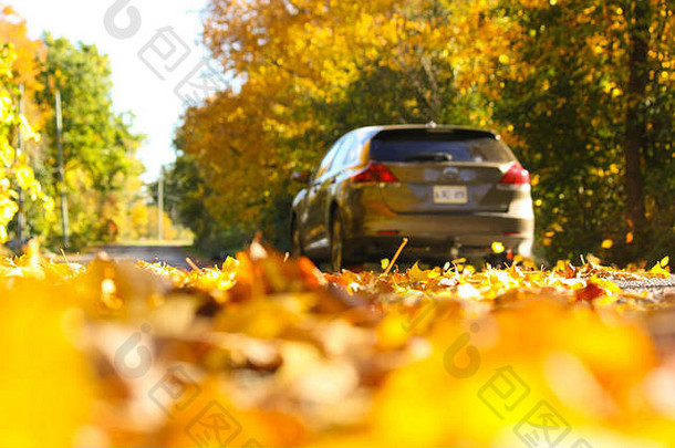 阳光明媚的秋天国家开车路完整的下降叶子