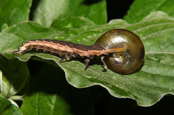 萤火虫吃蜗牛