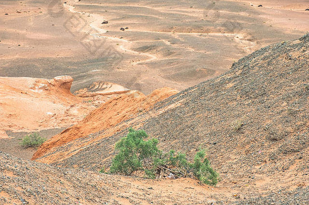 稀缺的植被萨克斯奥尔树日益增长的砂岩戈壁沙漠