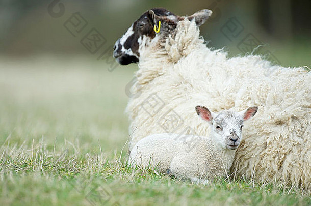 特林赫特福德郡出生羊肉妈妈。场春天一天