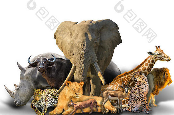 大野生非洲动物拼贴画孤立的白色背景非洲Safari场景壁纸作文背景白色复制空间
