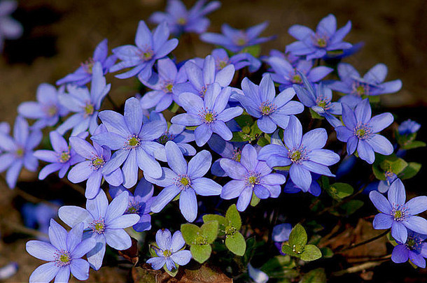 苔类蓝色的春天花Hepatica诺比利斯