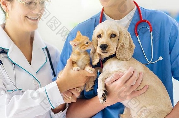 兽医检查狗猫小狗小猫兽医医生动物诊所宠物检查疫苗接种健康护理狗猫