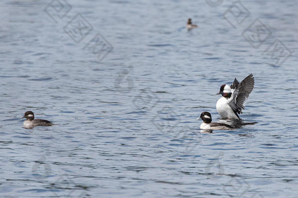 小鸭的一种鸭子布切法拉阿尔贝奥拉交配双扑翅膀竞争基因保持湖北部加拿大