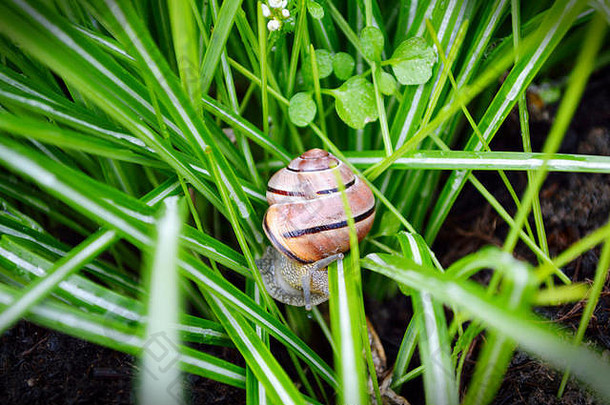 花园蜗牛科努阿斯珀苏姆绿色草