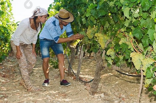 葡萄产品质量控制inpection葡萄园年轻的夫妇农民检查葡萄质量收获季节农业占领凹陷