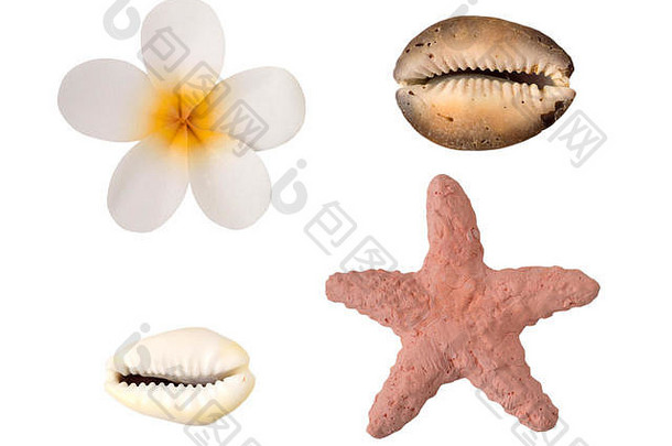 新的花海星贝壳孤立的白色