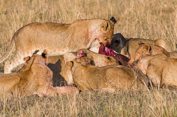 骄傲狮子喂养猎物羚羊的一种稀树大草原享受新鲜的肉血苍蝇皮毛10月马赛玛拉肯尼亚