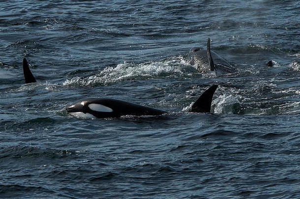 虎鲸杀手鲸鱼设得兰群岛苏格兰