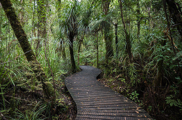 怀普瓦雨森林木板路新西兰